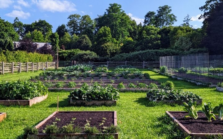 Small Backyard Garden Layout Ideas That Actually Work